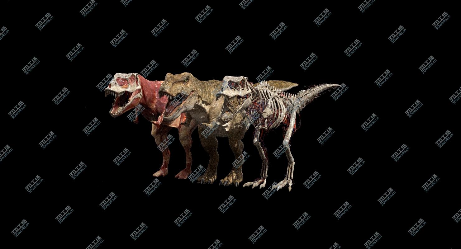 images/goods_img/202104092/T Rex Anatomy 3D 3D model/3.jpg